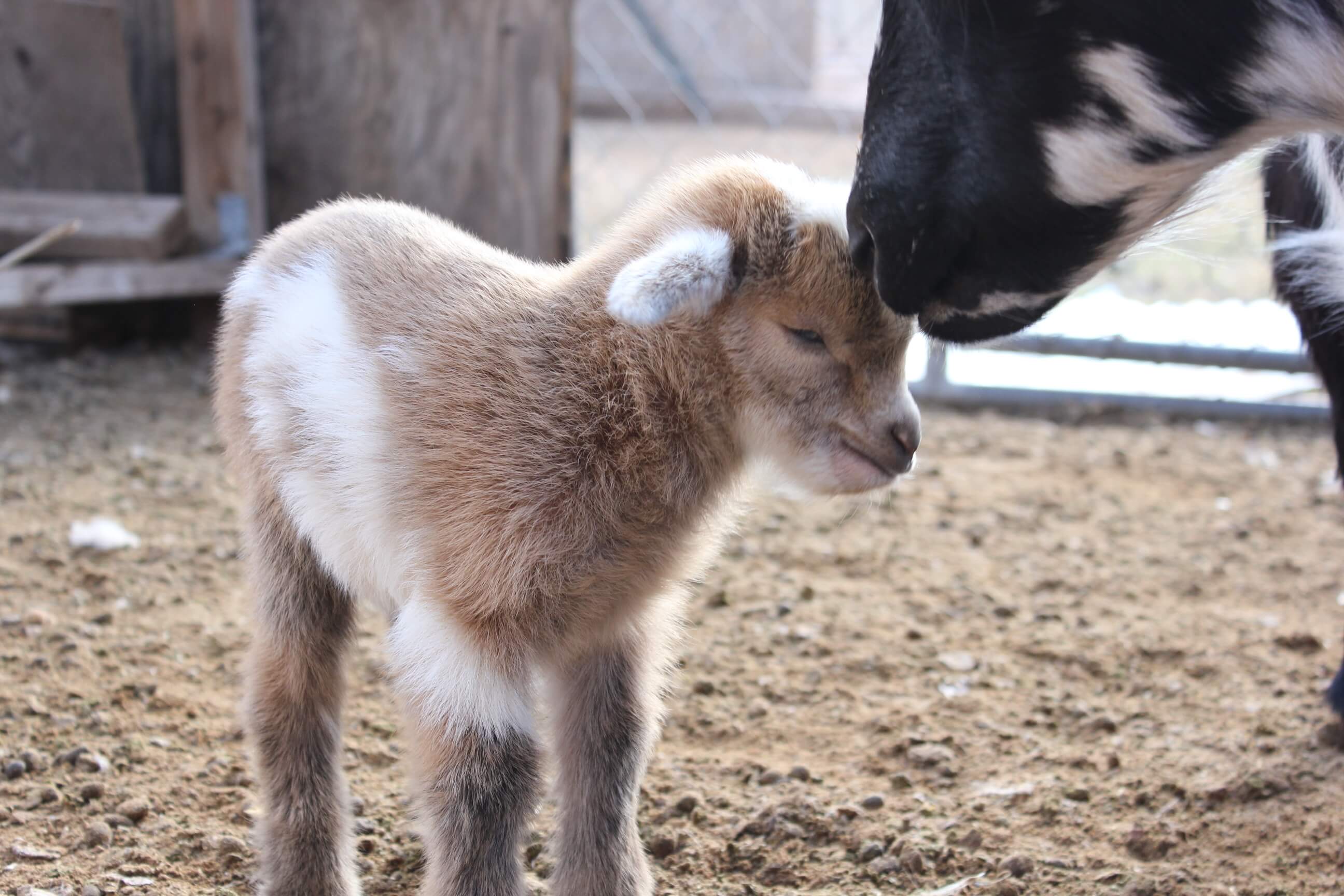 black and white goat mother nuzzling brown and white goat baby