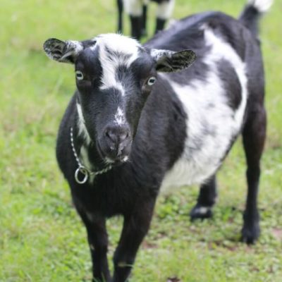Goat Diseases: Signs, Symptoms, & Testing From Home