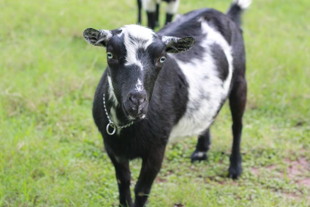 black and white goat kid with green eyes