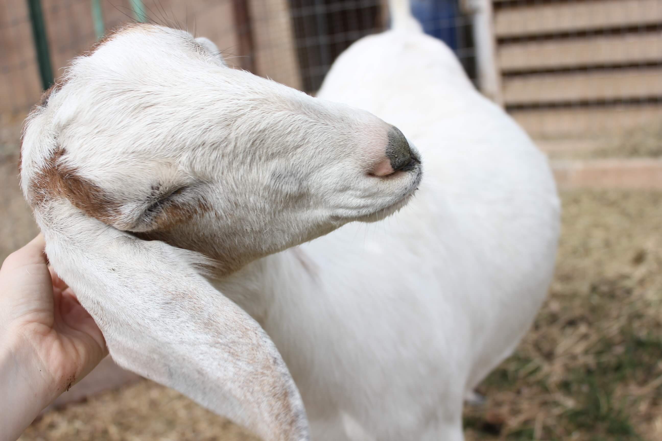 How to tell if your goat is pregnant || Weed 'Em and Reap