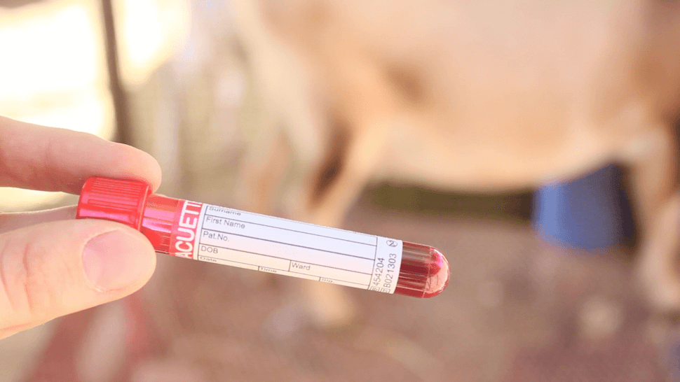 vial of goat blood with label