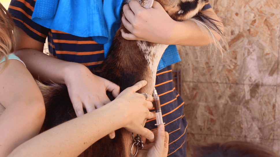 two children holding a brown goat while a woman draws blood from it's neck