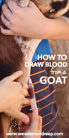 How to Draw Blood From A Goat || Weed 'Em and Reap