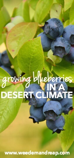 Growing Blueberries In A Desert Climate || Weed 'Em and Reap