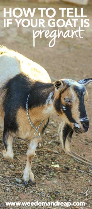 How to tell if your goat is pregnant | Weed 'Em and Reap