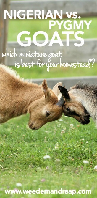 Nigerian vs. Pygmy Goats: Which is best? || Weed 'Em and Reap