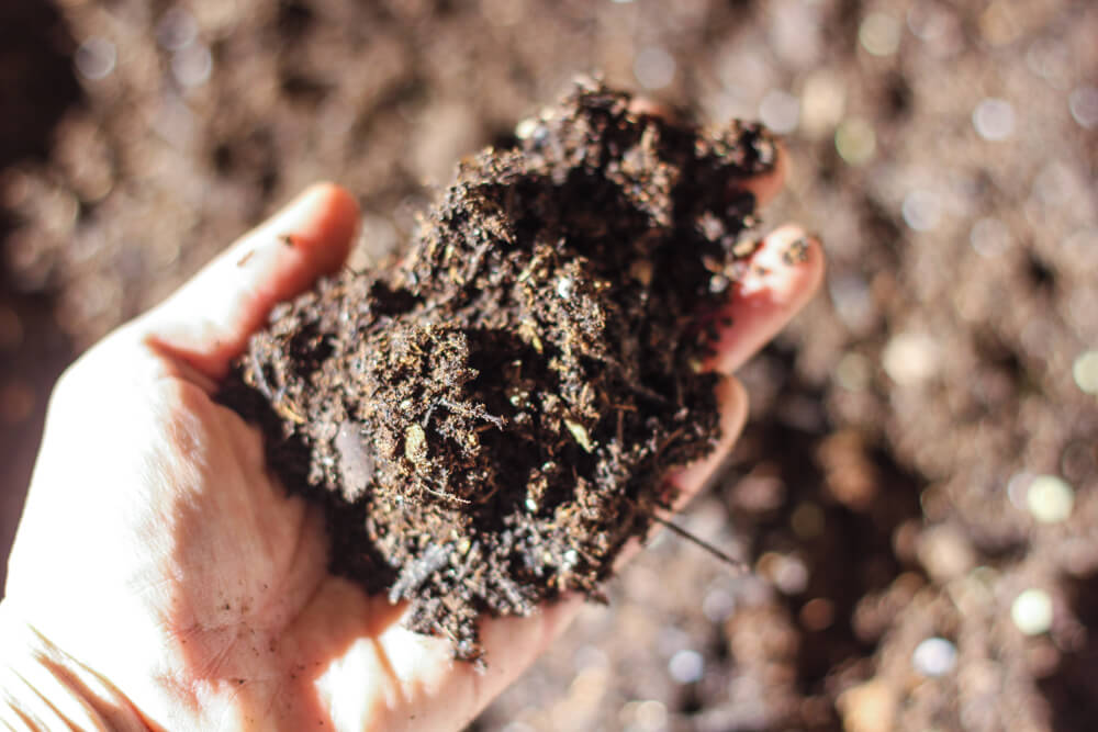 hand holding mulchy soil