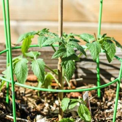 How to Plant Tomatoes like a PRO