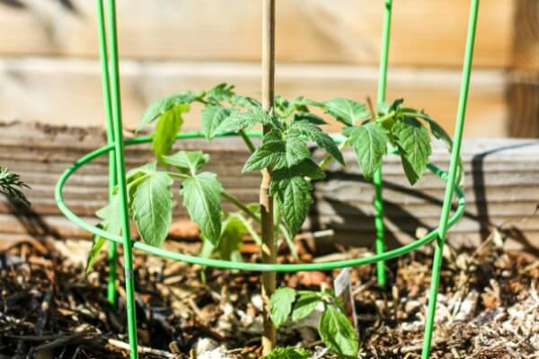 close up shot of a small tomato plants