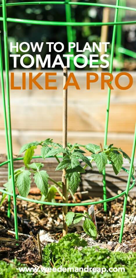 How To Plant Tomatoes Like A Pro || Weed 'Em and Reap