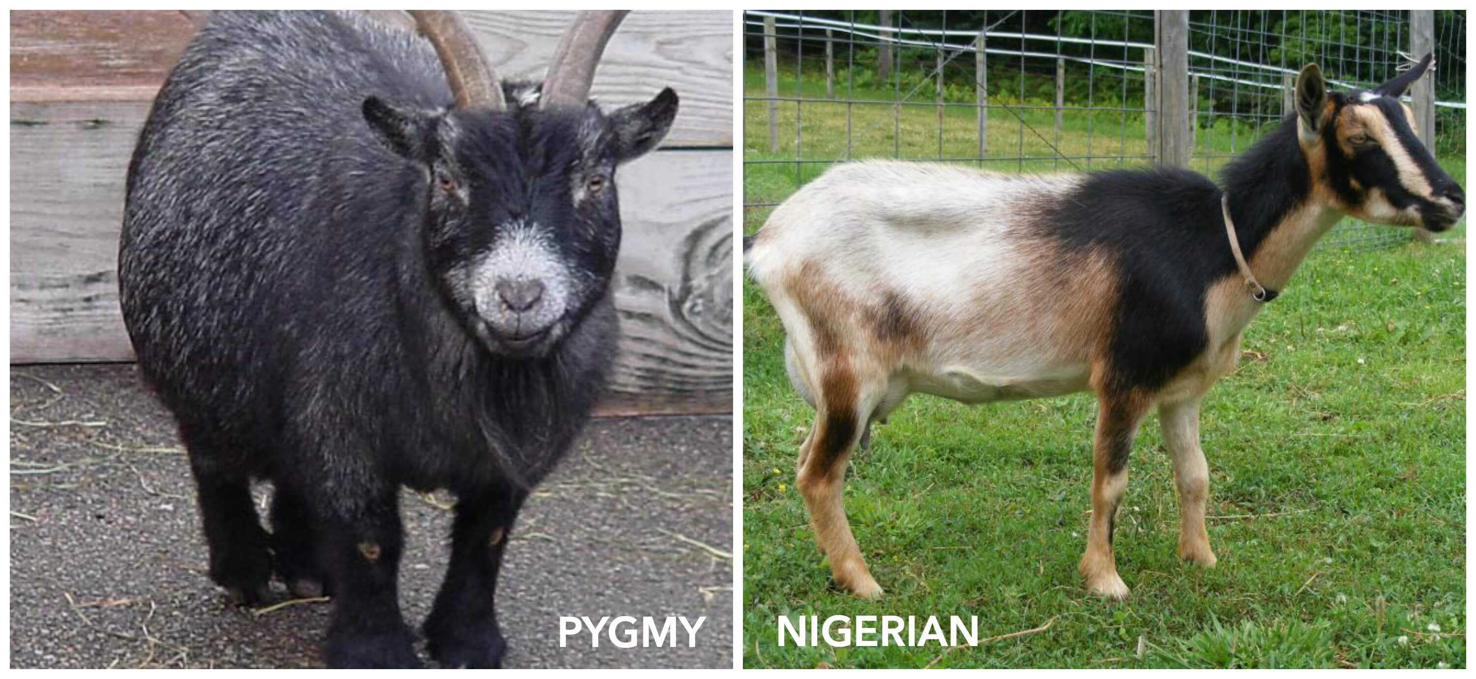 side by side comparison of pygmy and nigerian goats