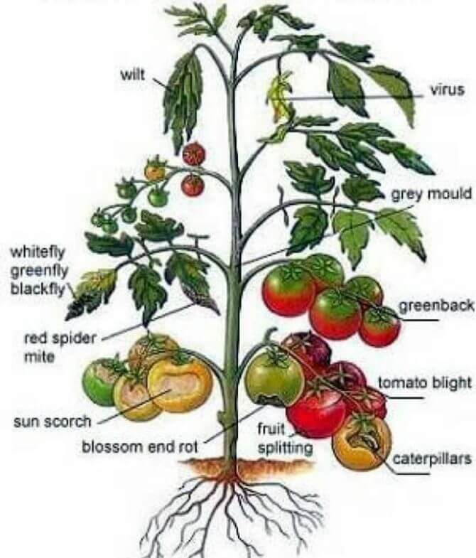 hand drawn chart of tomato ailments