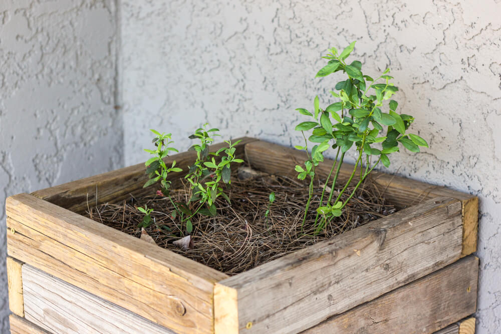 wooden planter with two green blueberry plants