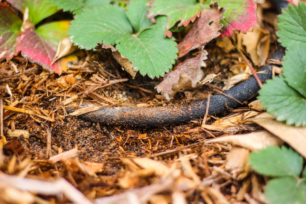 garden hose covered with bark dust