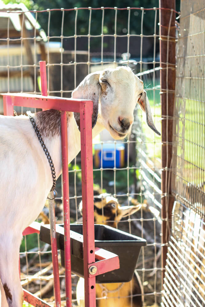 supplements-for-goats