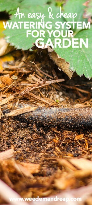 An Easy & Cheap Watering System For Your Garden || Weed 'Em and Reap