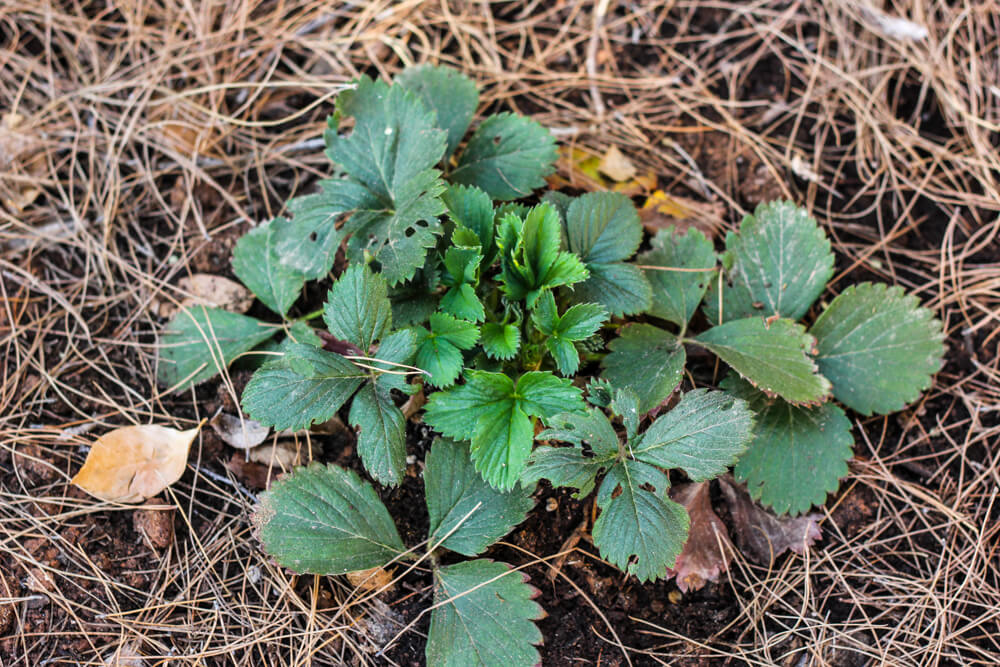 How to Grow Strawberries ANYWHERE! | Weed 'Em and Reap