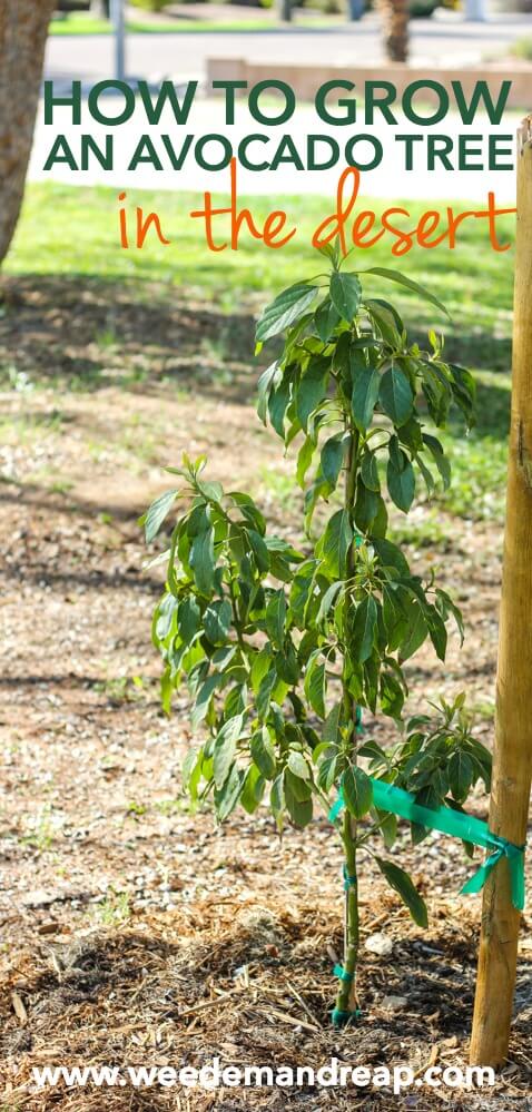 How To Grow An Avocado Tree in the Desert! || Weed 'Em and Reap