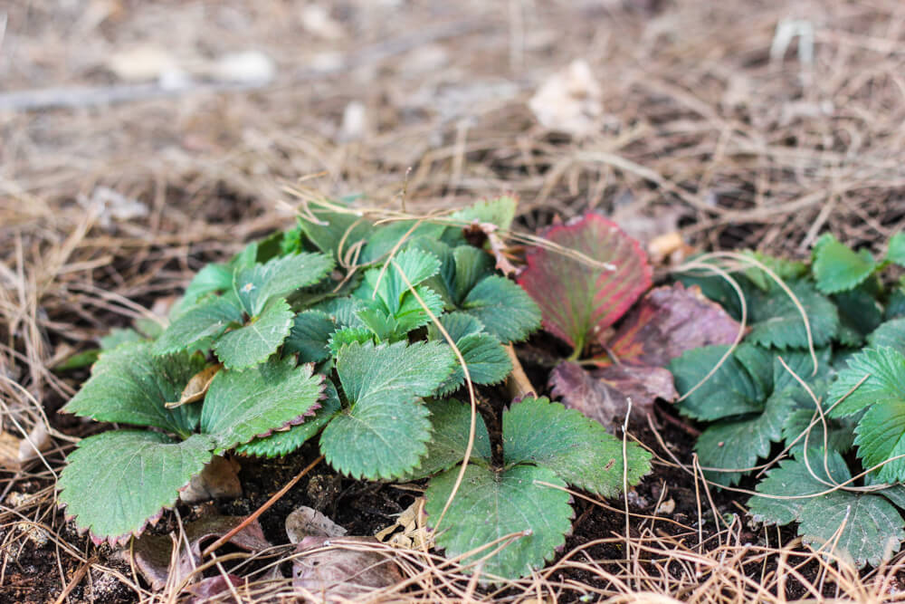 close shot of strawberry plants without flowers