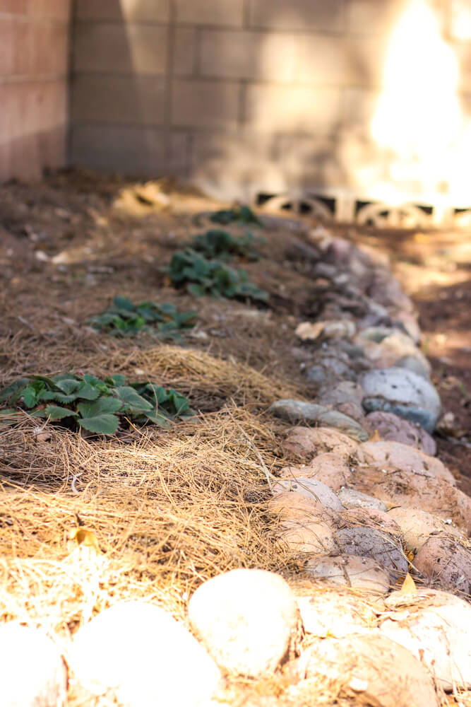 row of strawberry plans growing among pine needles