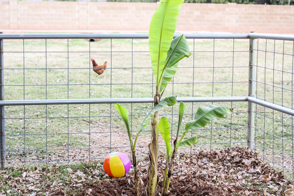 banana trees surrounded by gate in backyard