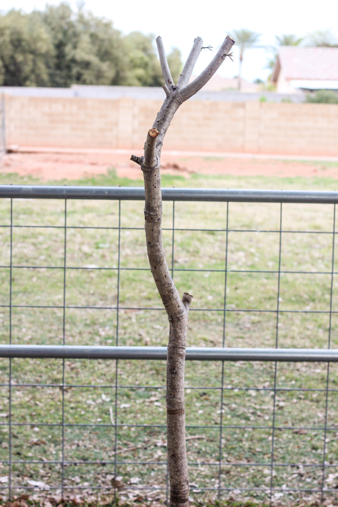 pruned mango tree