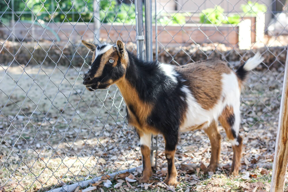 black and brown baby goat