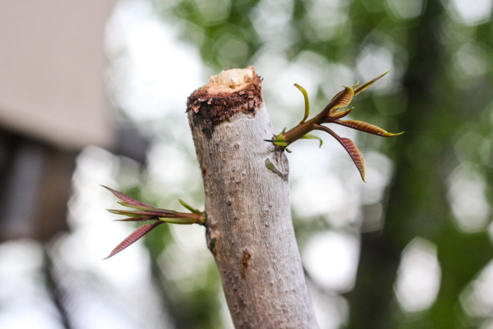 close shot of mango tree with sprouts