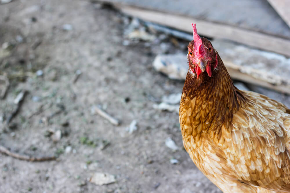 shot of rooster looking at the camera