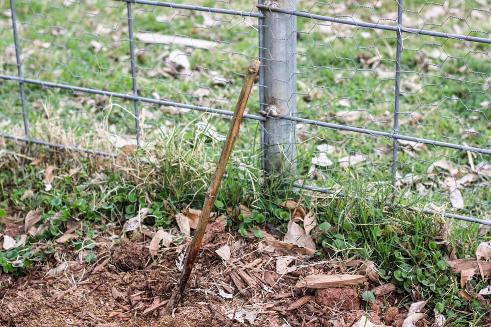 fledgling blackberry plants near a fence