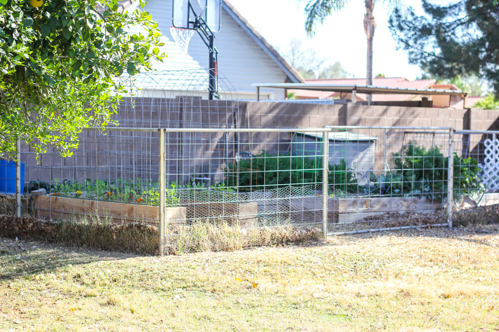 walled backyard garden