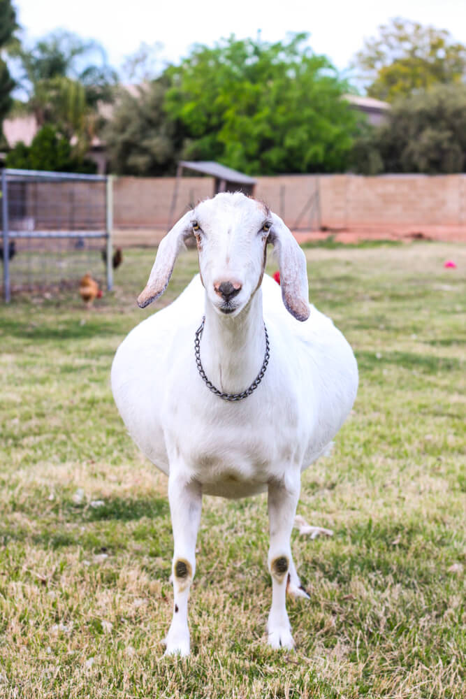 pregnant white goat in a backyard farm