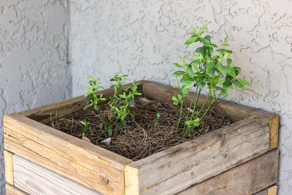 box container gardening