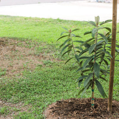 Fruit Trees Galore! What we’ve planted this spring.