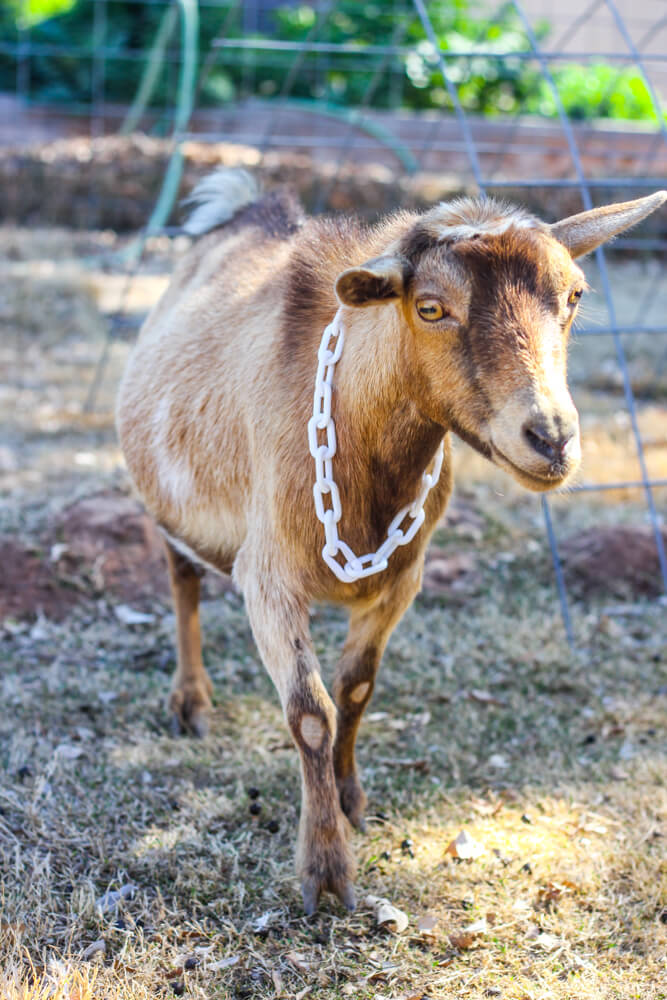 brown goat and white chain collar
