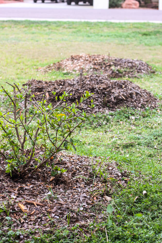 cherry bush with mulch