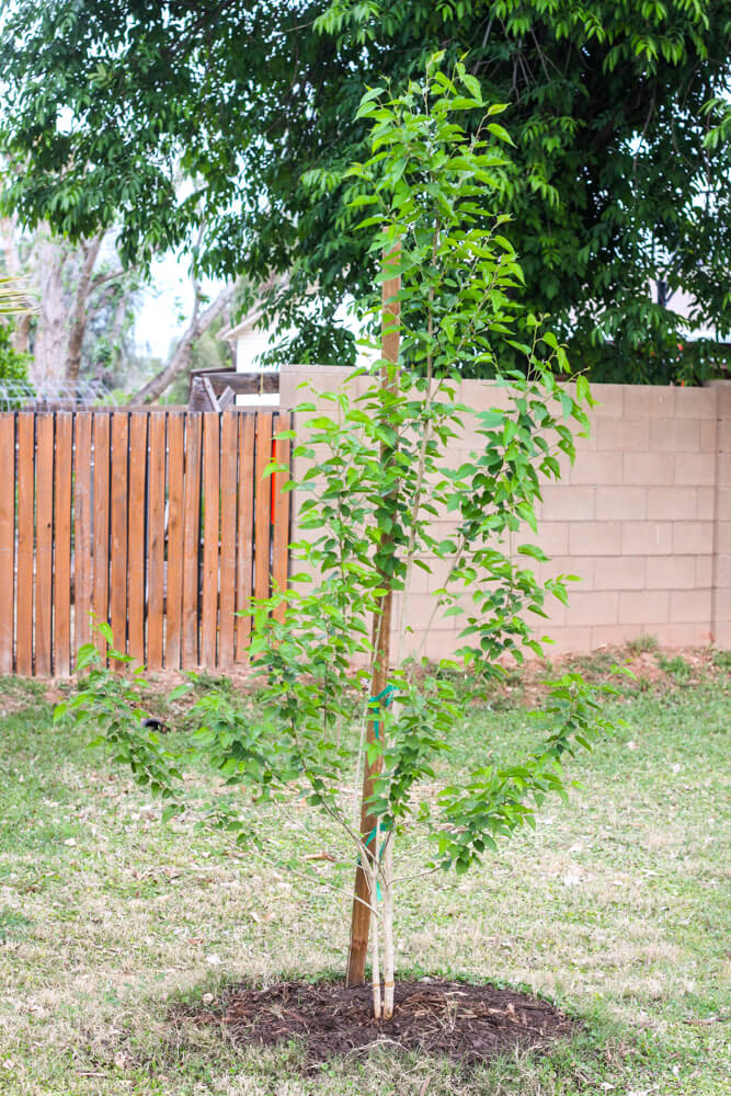 dwarf mulberry tree near stake