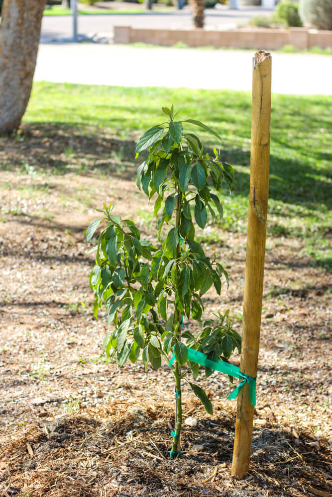 small avocado tree tied to a stake