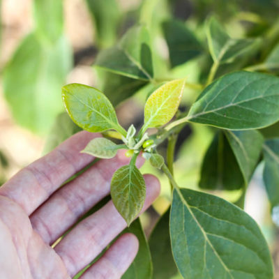 How to Grow an Avocado Tree in the Desert!