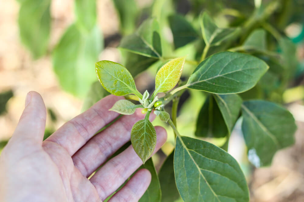 How To Grow An Avocado Tree in the Desert! | Weed 'Em and Reap