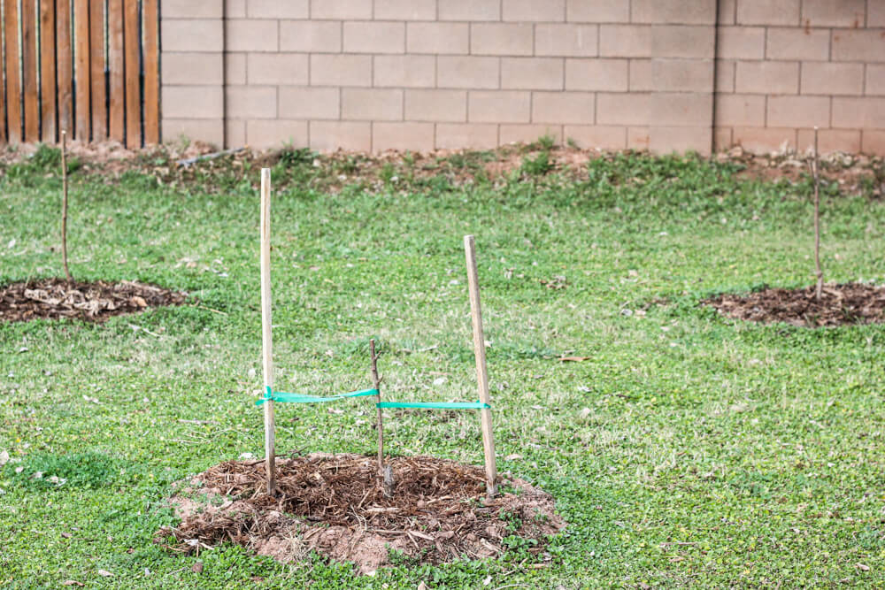 peach tree with apricot tree and plum tree in separate mulch circles