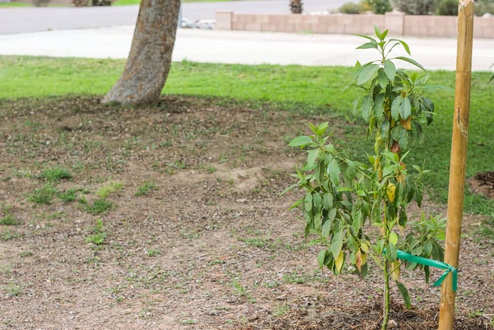 avocado tree with stake