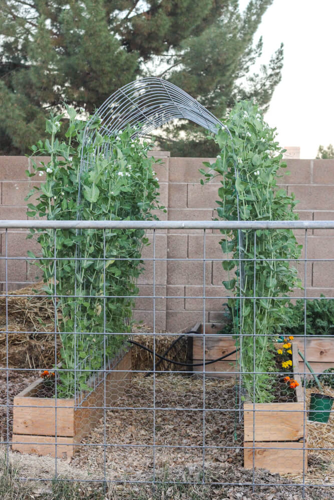 trellis covered in shoots in a fenced off garden