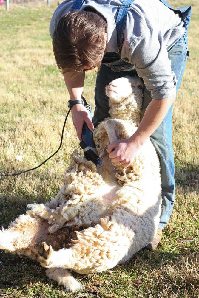 woman leaning over to shave a sheep