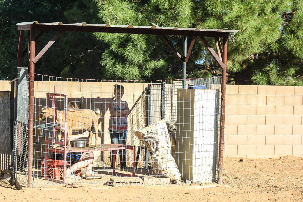 child in milking pen with goat