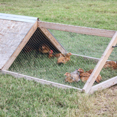 How to Build a Chicken Tractor