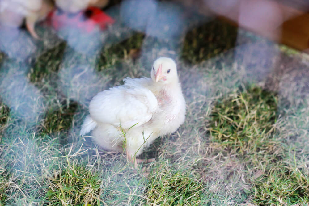 close shot of small white chicken in a chicken tractor