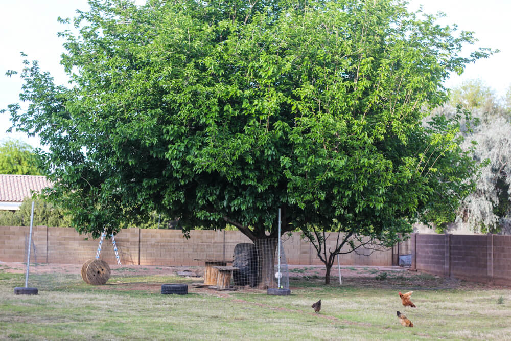 chickens and goat toys under a large tree