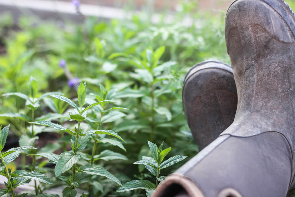 crossed legs with rain boots next to a flowering garden