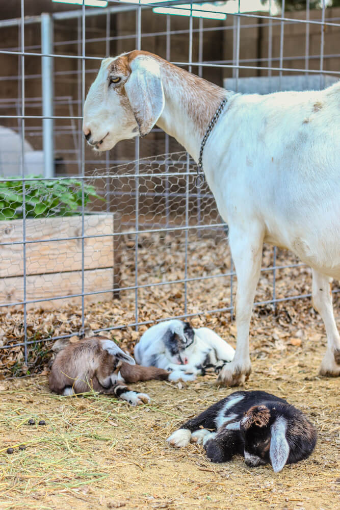 white mama goat with three babies